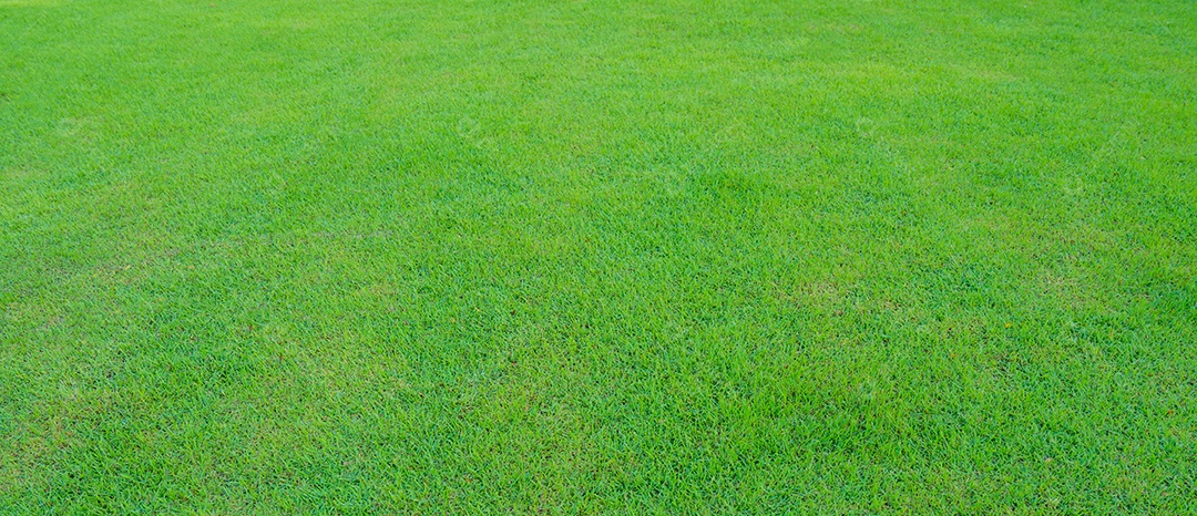 Fundo de textura de grama verde