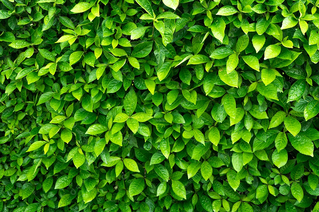 Fundo de licença verde. Arbusto perene