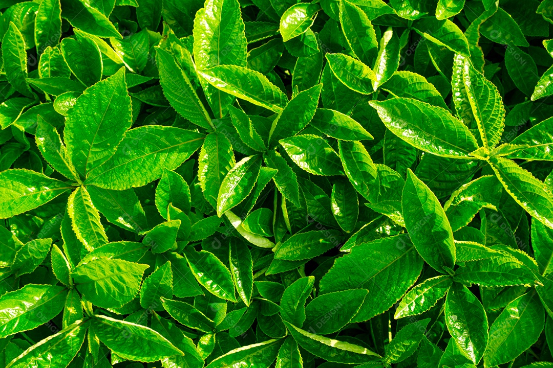 Fundo de licença verde. Arbusto perene