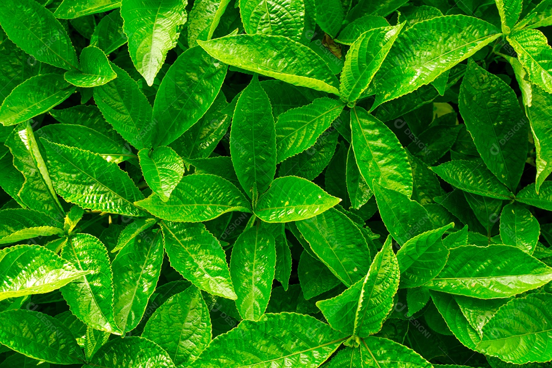 Fundo de licença verde. Arbusto perene