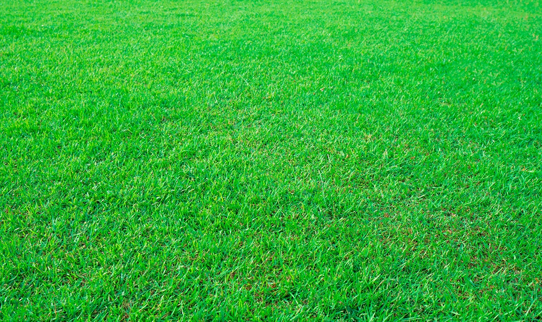 Fundo de textura de grama verde