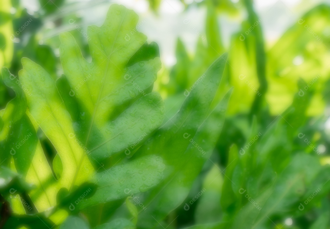 Fundo desfocado de samambaia verde com gotas de água nas folhas depois da chuva. Sol natural pela manhã.