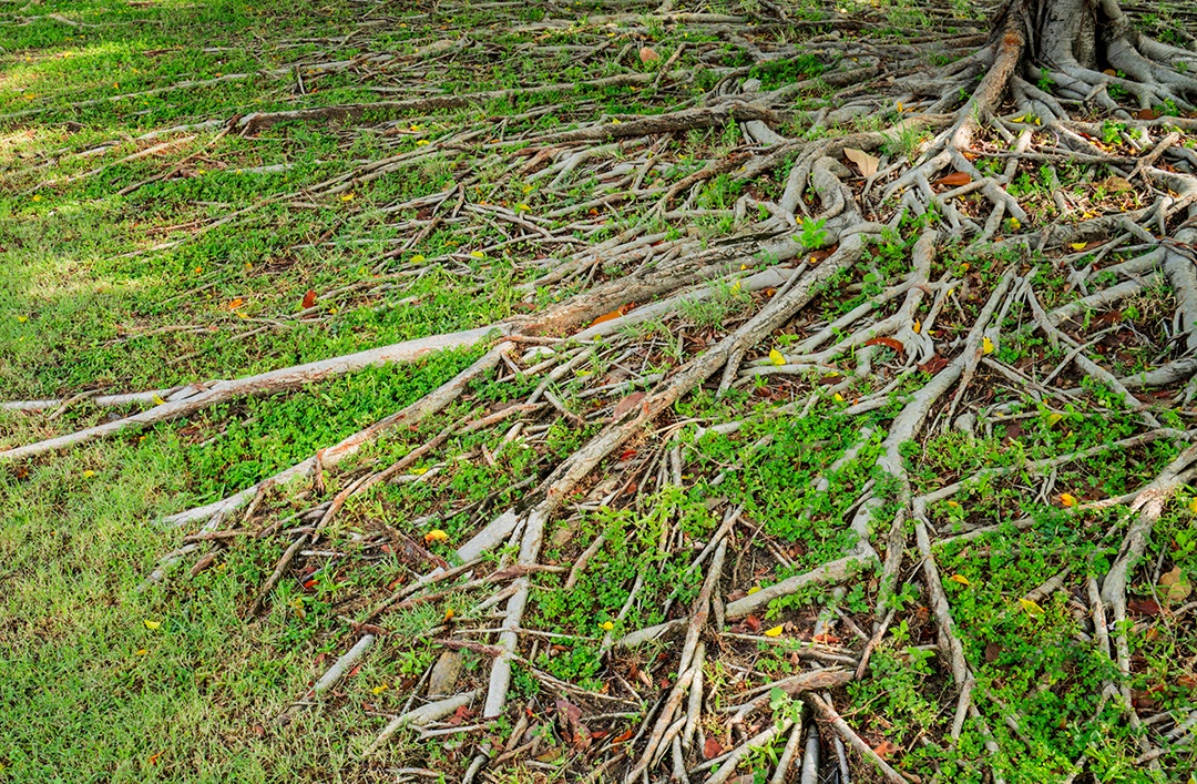 raiz da figueira-da-índia e grama verde com luz solar natural