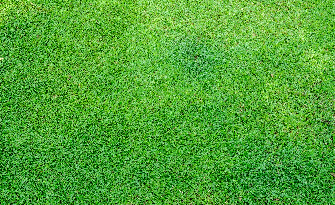 Fundo de textura de grama verde