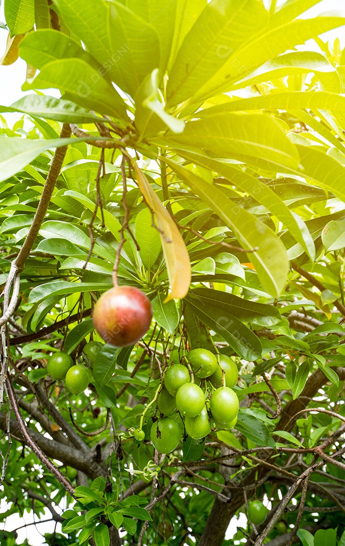 Cerbera odollam (árvore suicida, Pong-pong, Othalanga) árvore com luz solar artificial.