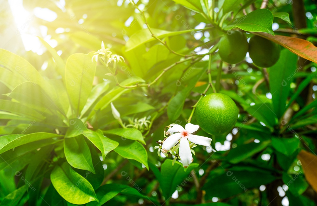 Cerbera odollam (árvore suicida, Pong-pong, Othalanga) árvore com luz solar artificial.