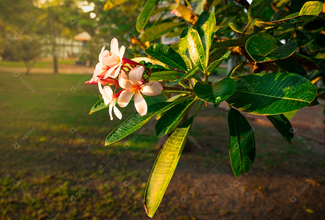Flor de frangipani tropical (Plumeria alba) e folhas verdes sobre fundo desfocado no parque com luz de sinalização.