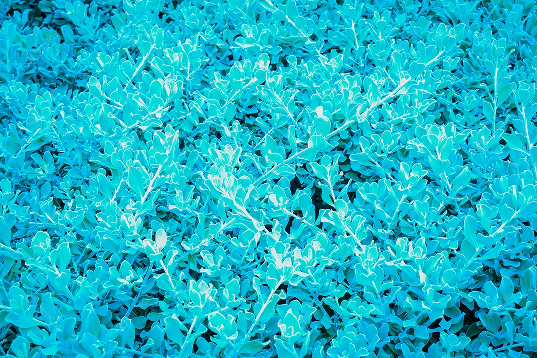 Leucopyllum frutescens (Ash Plant, Barometer Brush, Purple Sage