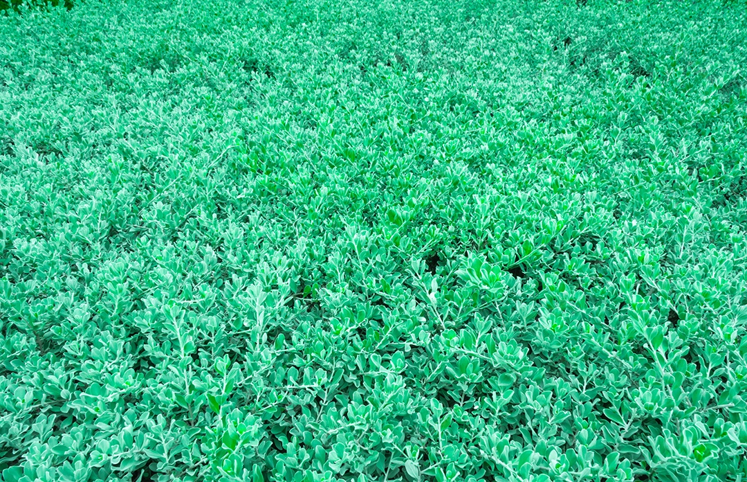 Leucophyllum frutescens (Frinxo, Pincel Barômetro, Sálvia Roxa