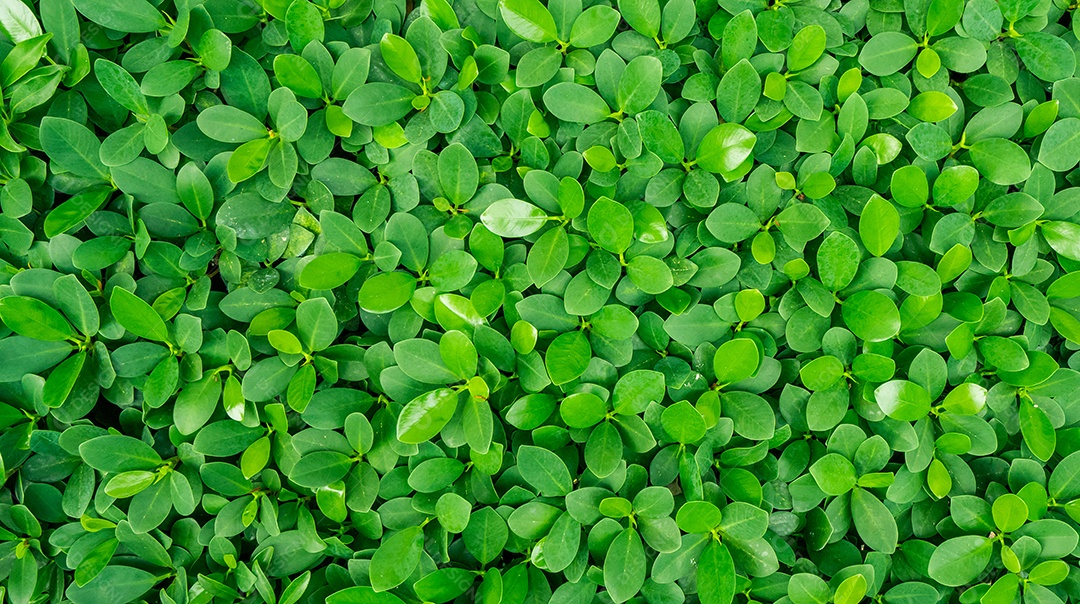 Fundo de folhas verdes. Conceito natural. Use para publicidade