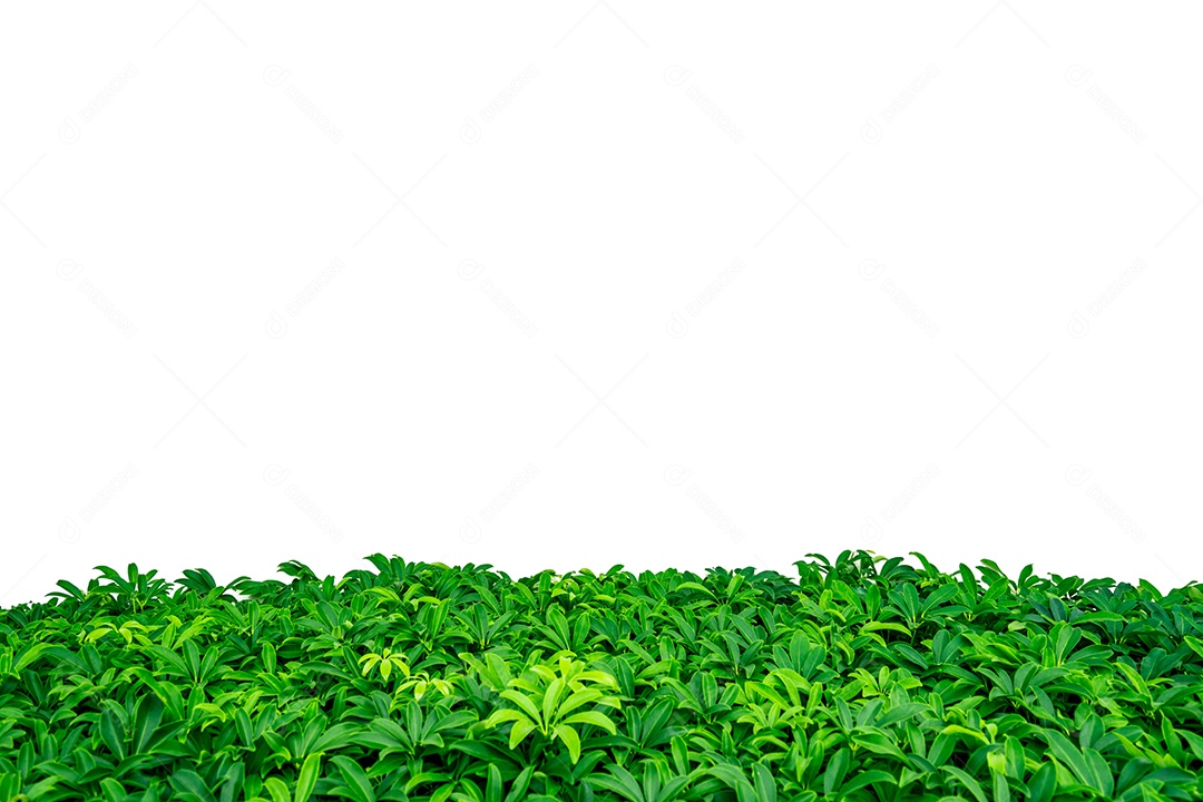 Folhas verdes sobre fundo branco com espaço de cópia para texto