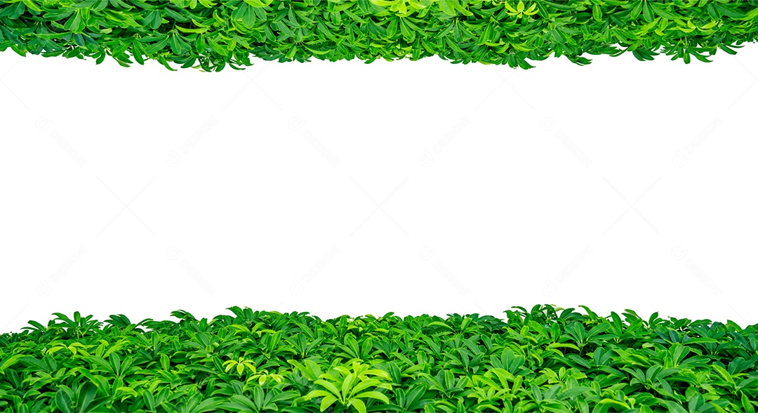 Folhas verdes sobre fundo branco com espaço de cópia para texto
