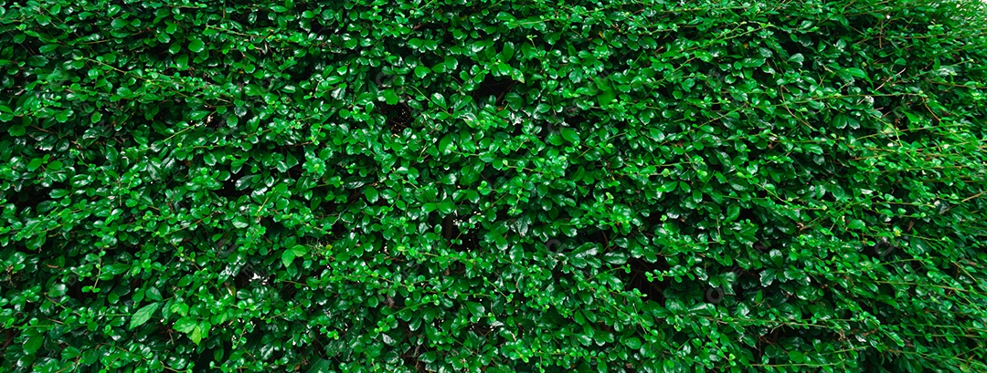 Folhas verdes fundo de textura com espaço para texto. Para orgânicos