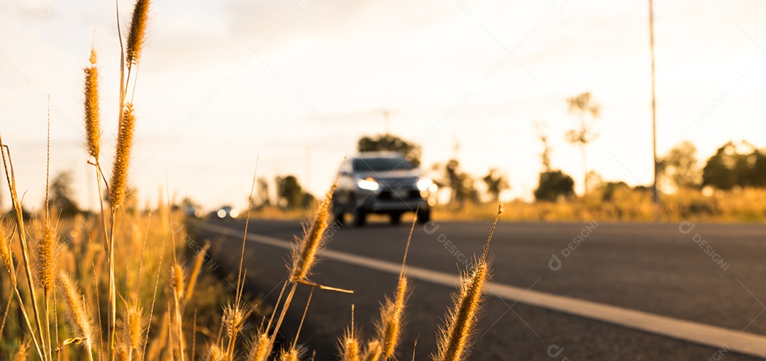 Flor de grama com fundo desfocado de carro e estrada asfaltada