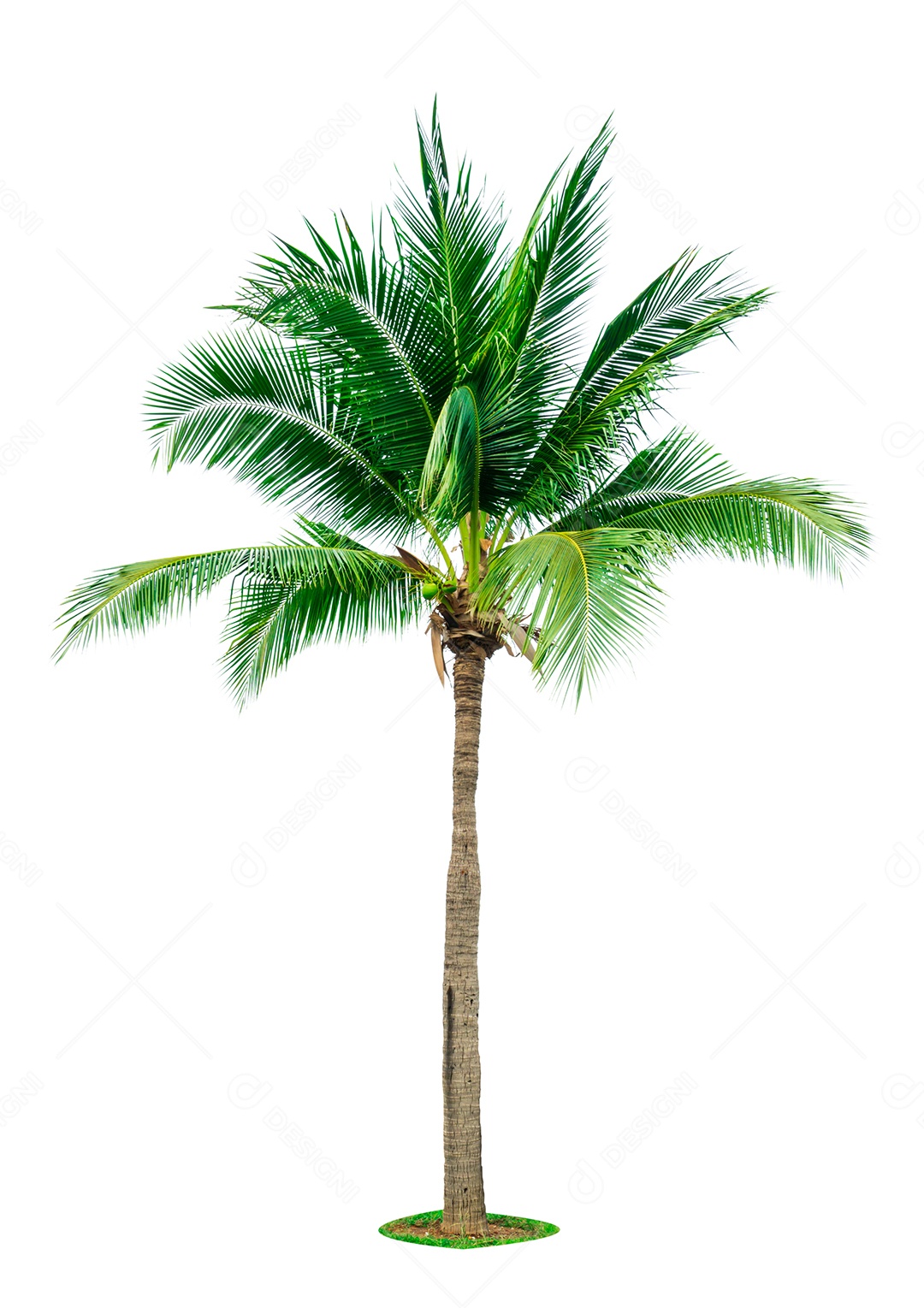Coqueiro isolado no fundo branco com espaço de cópia.