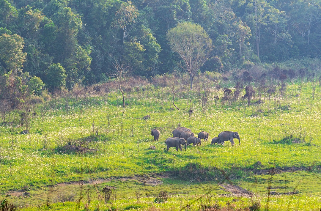 Uma manada de família de elefantes selvagens andando e comendo grama