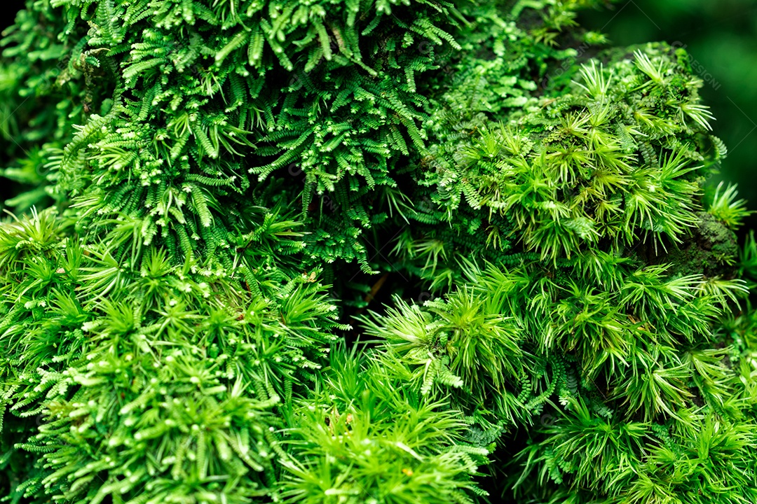 Detalhe de tiro macro de cobertura de musgos com densa em árvore morta.