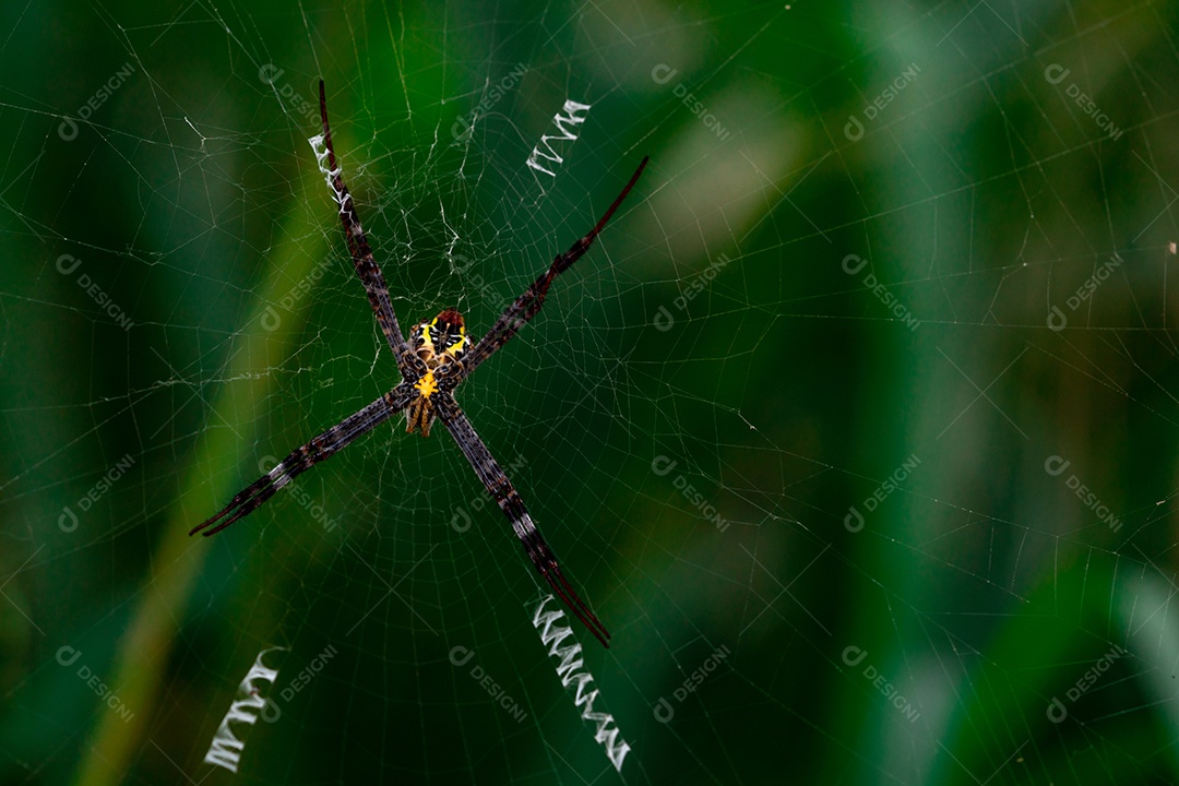 Tiro macro de aranha pendurada na teia de aranha nas costas verde turva