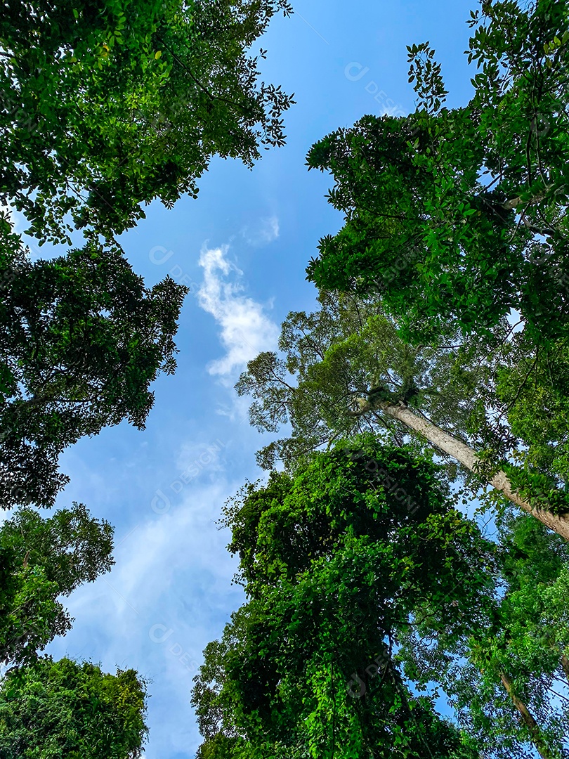 Vista inferior da árvore verde na floresta tropical