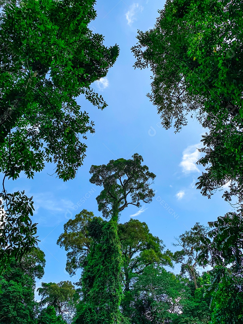 Vista inferior da árvore verde na floresta tropical