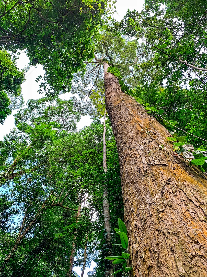 Vista inferior da árvore verde na floresta tropical.