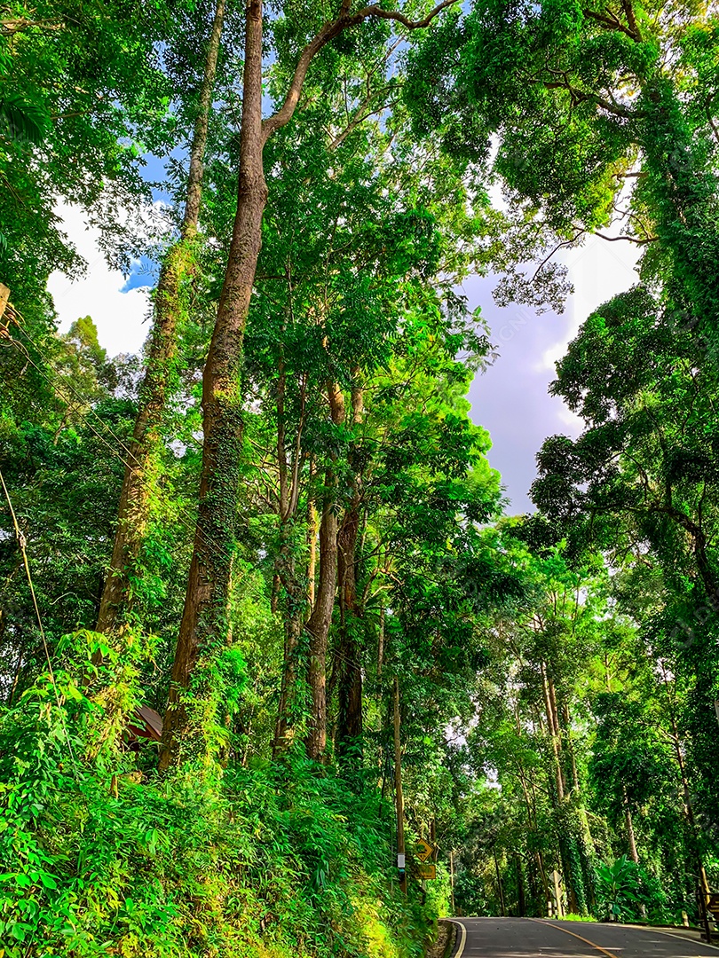 Vista inferior da árvore verde na floresta tropical com luz do sol.