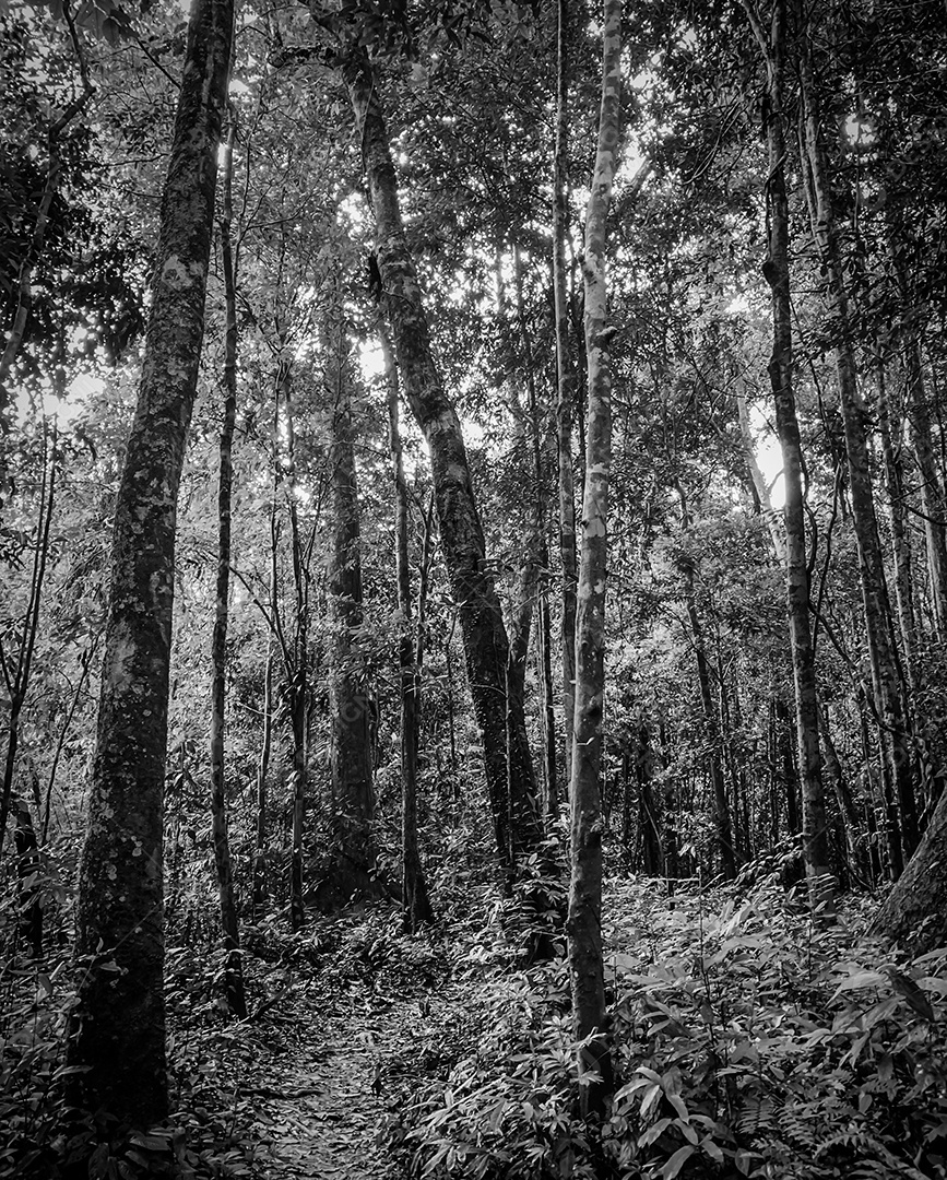Imagem em preto e branco da floresta e passarela para trilha ou meditação