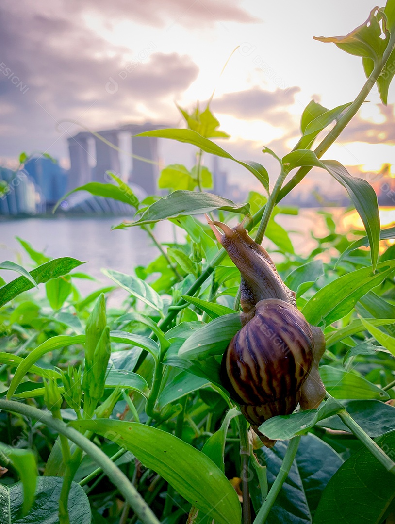 Caracol subindo na planta à noite ao lado do rio oposto