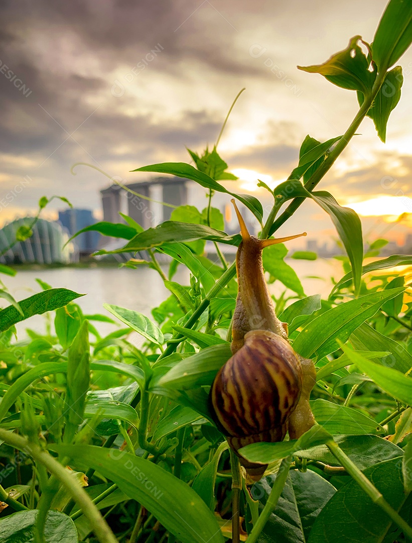 Caracol subindo na planta à noite ao lado do rio oposto