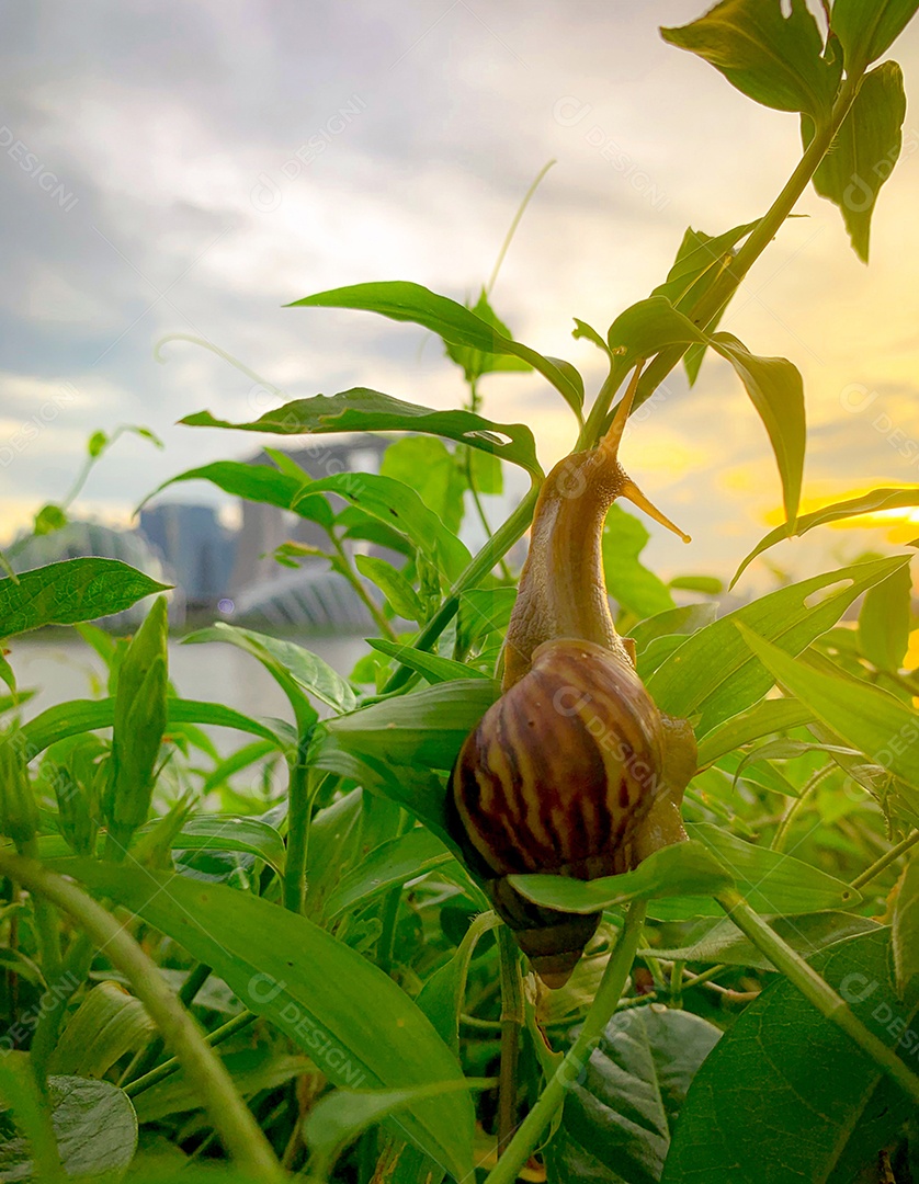 Caracol subindo na planta à noite ao lado do rio oposto