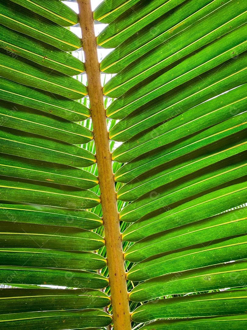 Sob folhas de coco e caule na praia tropical.