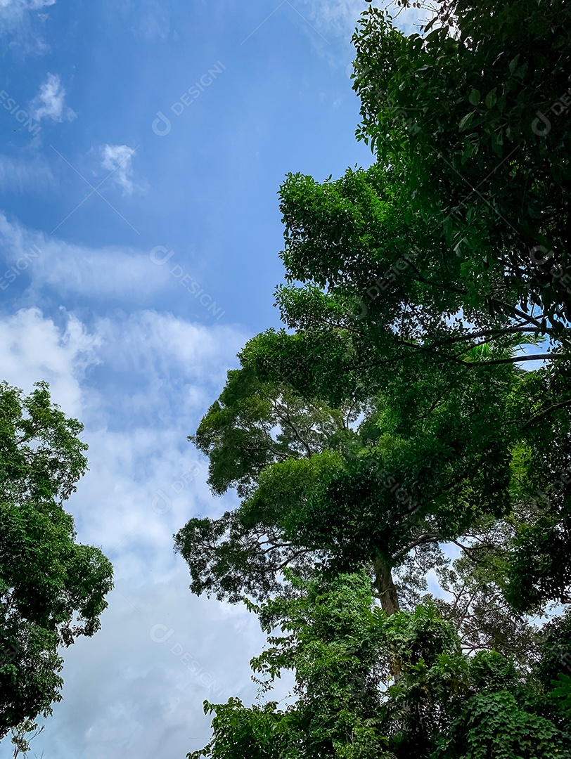 Vista inferior da árvore verde na floresta tropical