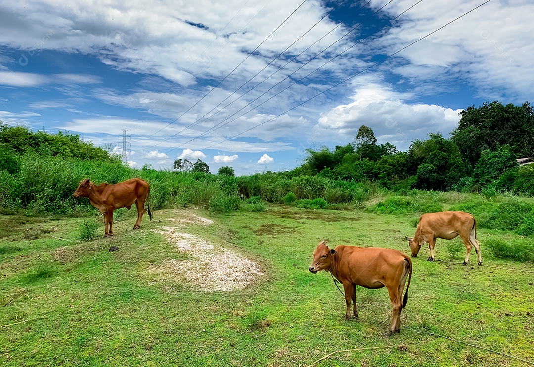Rebanho de vaca pastando grama verde no Pasto. Vaca marrom no pasto.