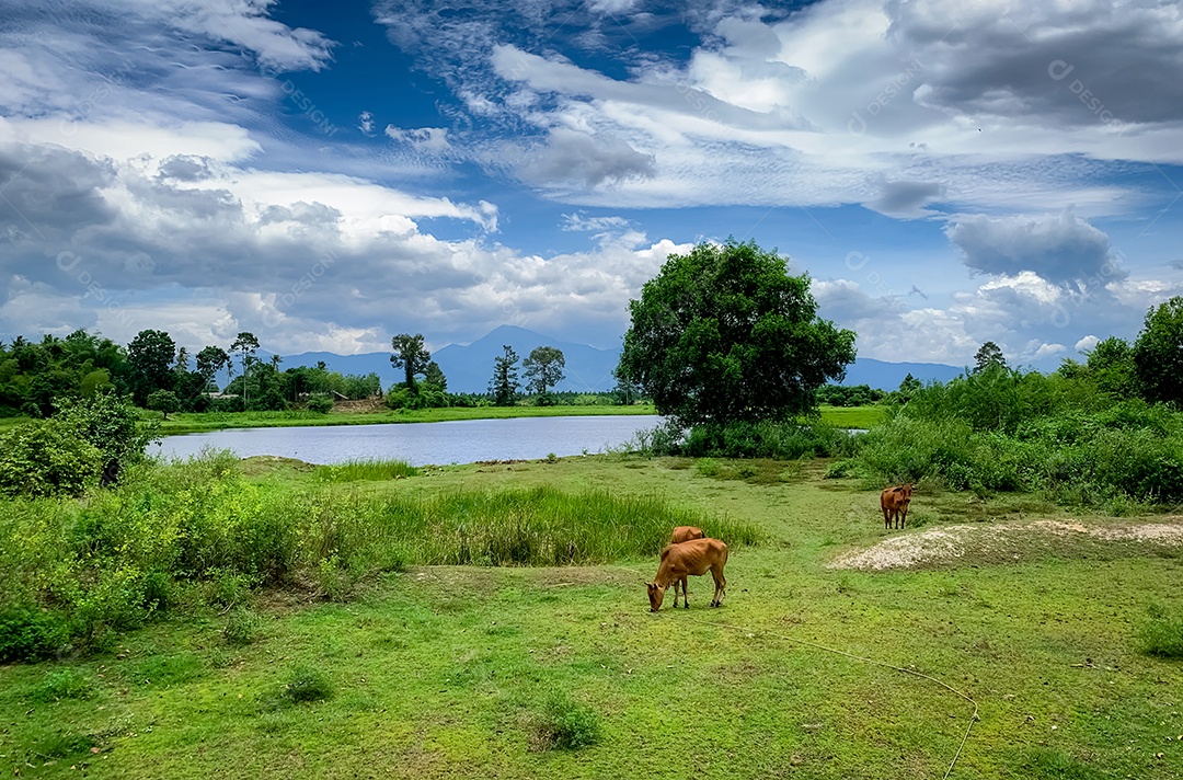 Rebanho de vaca pastando grama verde no Prado. Vaca marrom no pasto.