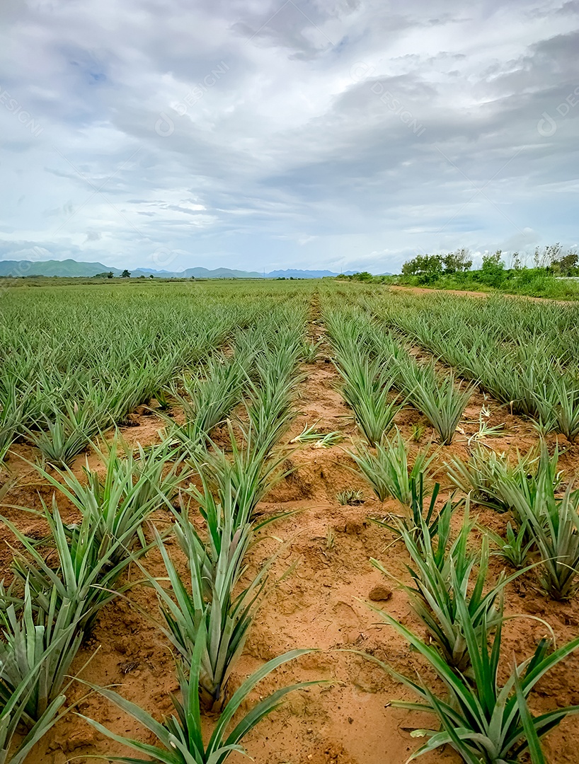 Plantação de abacaxi. Fazenda de abacaxi de paisagem e montanha.
