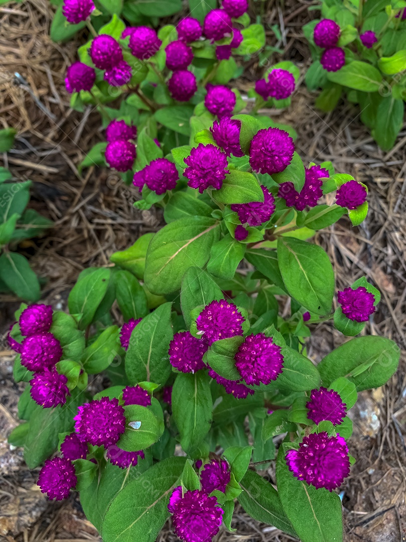 Gomphrena globosa (globo de amaranto). flor de flor roxa vista superior