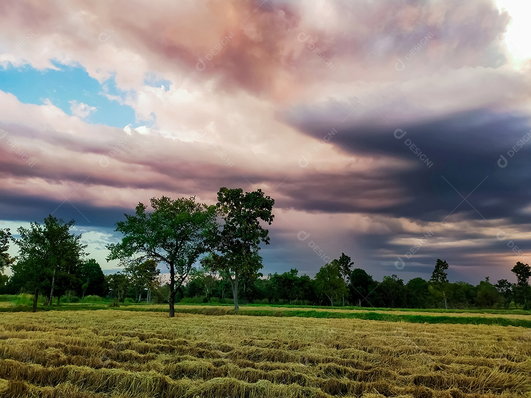 Fazenda de arroz. Restolho no campo após a colheita. Palha de arroz seca