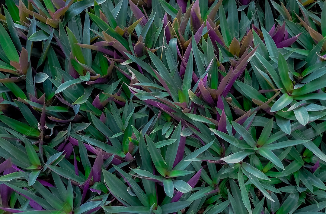 Planta de ostra (Tradescantia spathacea). Detalhe verde e roxo