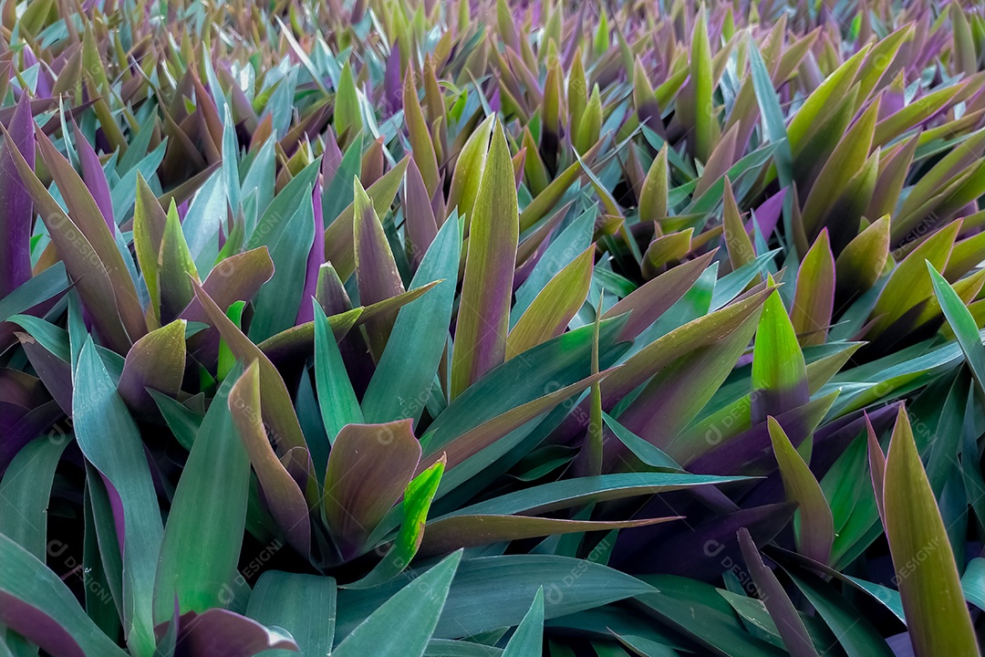Planta de ostra (Tradescantia spathacea). Detalhe verde e roxo