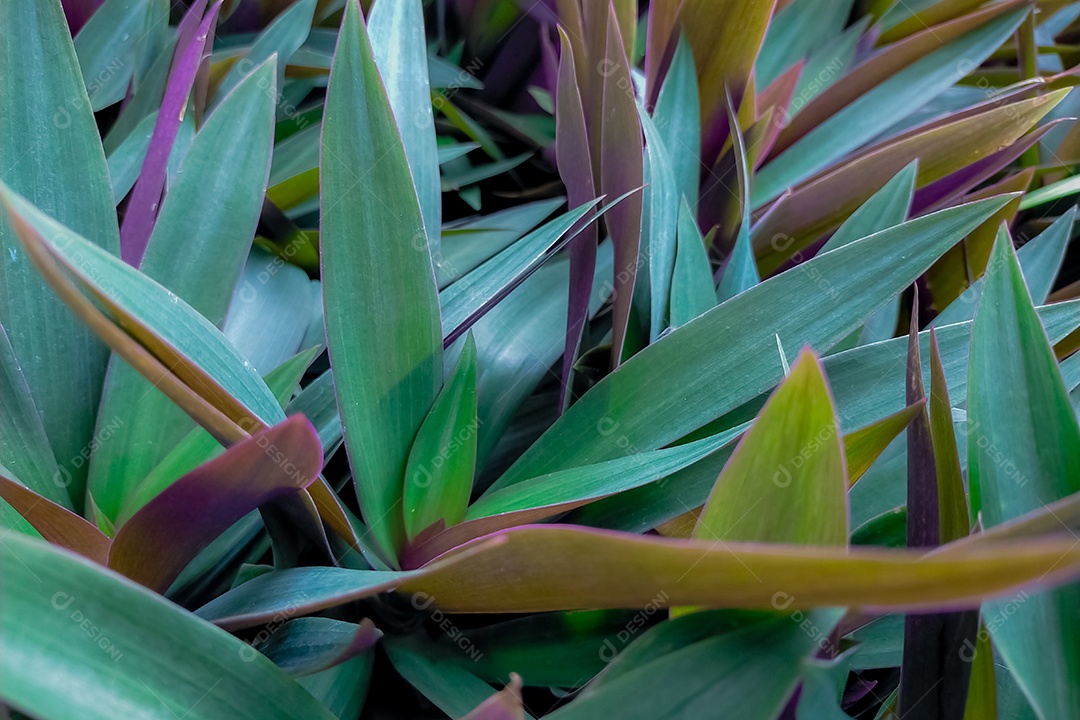 Planta de ostra (Tradescantia spathacea). Detalhe verde e roxo