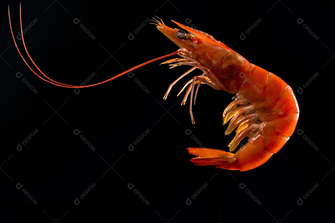 Camarão cozido no vapor isolado em fundo escuro com espaço de cópia