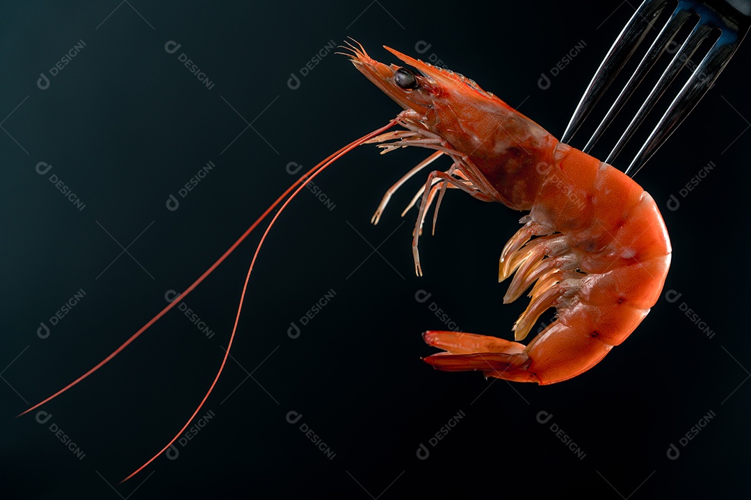 Camarão cozido no vapor no garfo isolado em fundo escuro com cópia