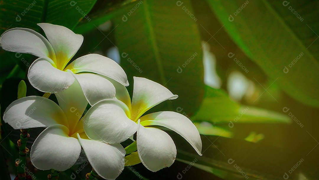 Flor de frangipani (Plumeria alba) com folhas verdes