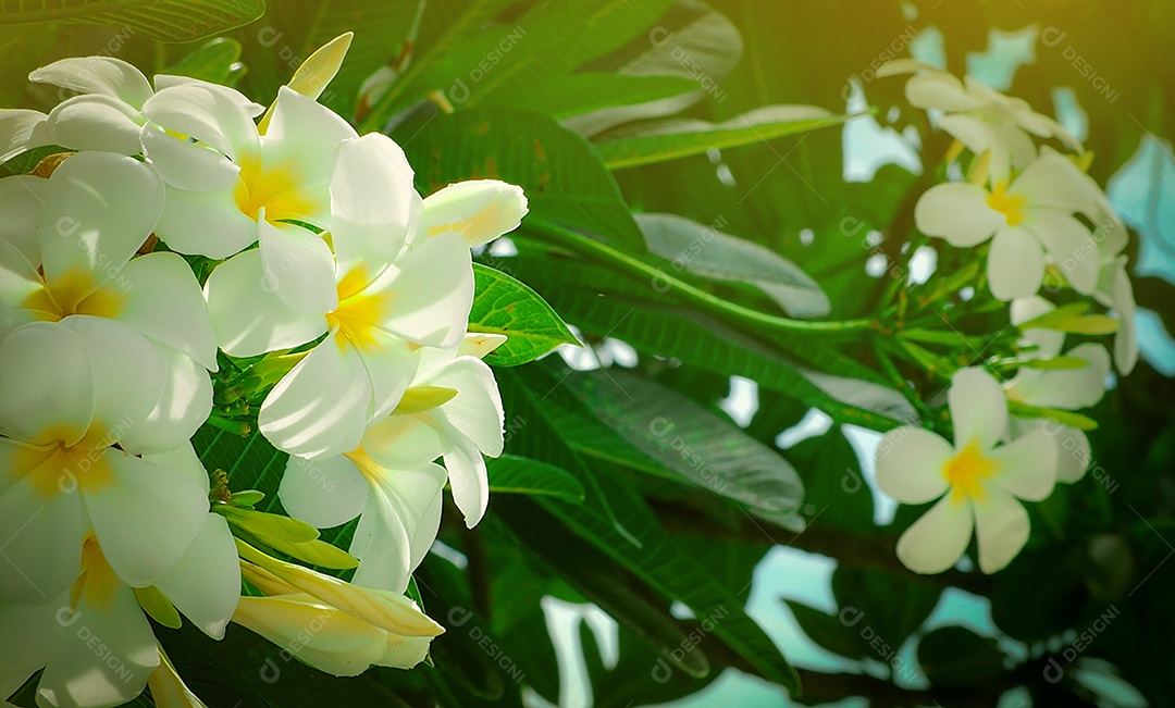 Flor de frangipani (Plumeria alba) com folhas verdes