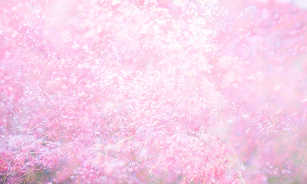 Fundo de textura de flor rosa (Melinis repens)