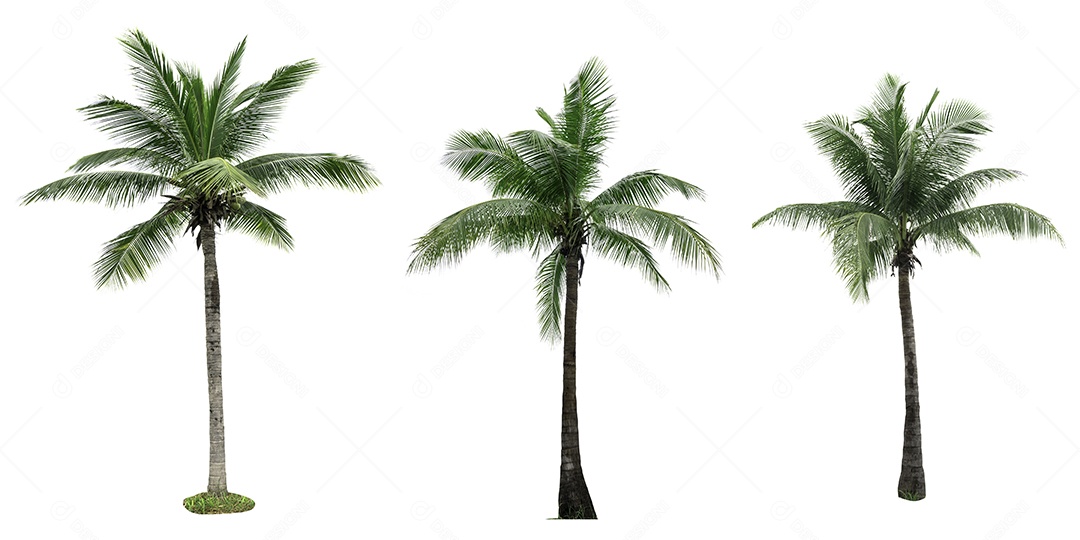 Coqueiro isolado no fundo branco usado para publicidade
