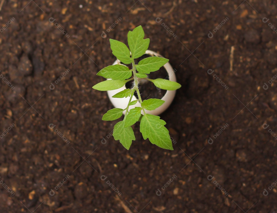Vista superior da planta verde nova cresce na casca de ovo isolada