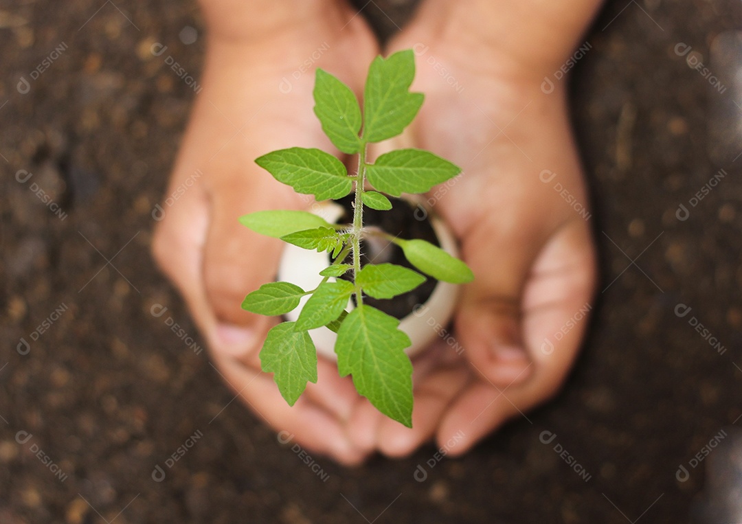Vista superior da planta verde nova cresce na casca de ovo isolada