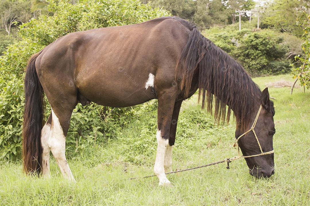 Cavalo sobre pasto pastando fazenda