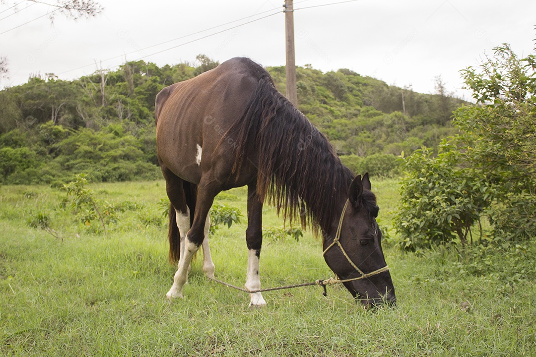 Cavalo sobre pasto pastando fazenda